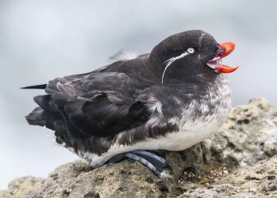 Parakeet Auklet