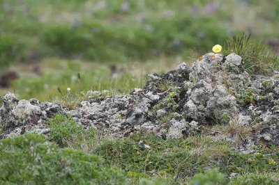 Rock Sandpiper at Southwest Point