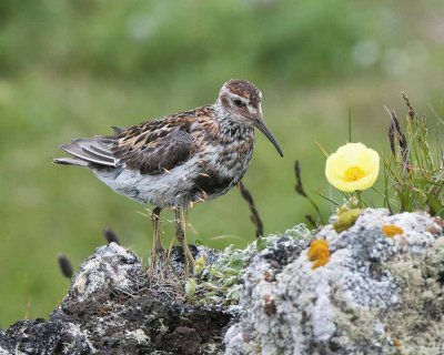 Rock Sandpiper and Alaskan Poppy