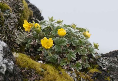 Beach Cinquefoil