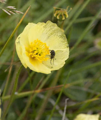 Alaskan Poppy