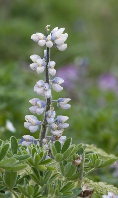 Pale Lupine