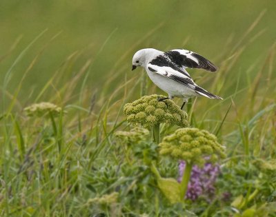 Snow Bunting