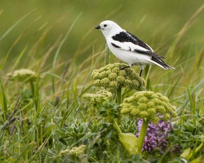 Snow Bunting on Wild Celery