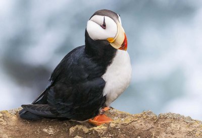 Horned Puffin