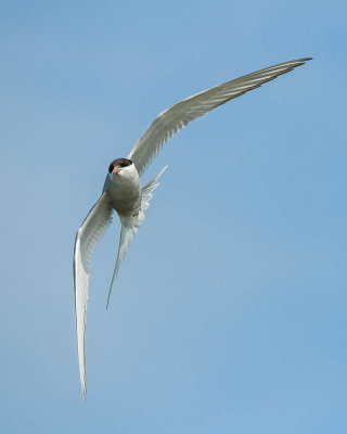 Arctic Tern