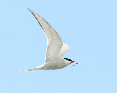 Arctic Tern with Lunch