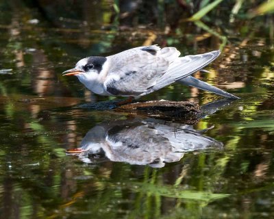 Arctic Tern-Immature