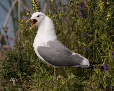 Mew Gull