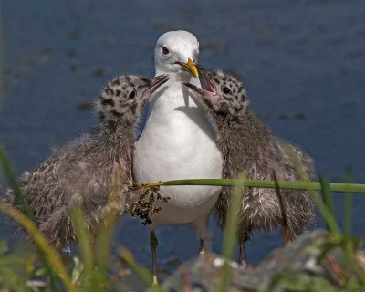 Mew Gull and Chicks