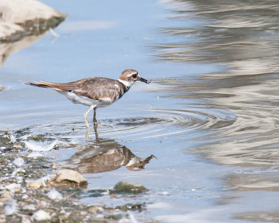 Water Birds