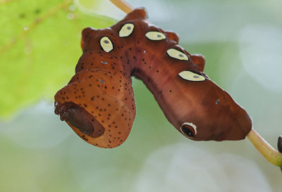 Pandora Sphinx Moth Caterpillar
