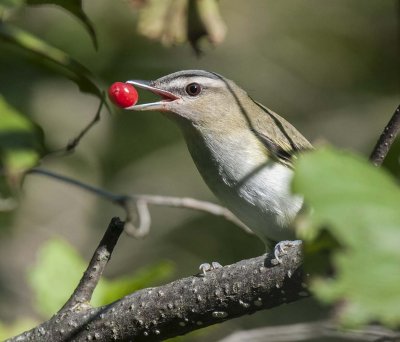 Immature Red-eyed Vireo