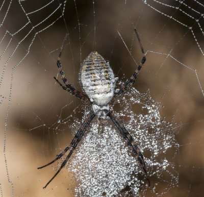 Dewy Spider on Dewy Web