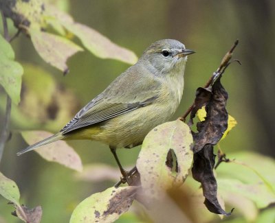 Orange-crowned Warbler