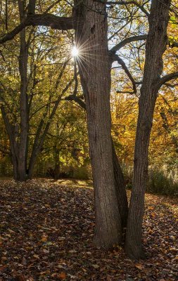 Starburst in Autumn Trees