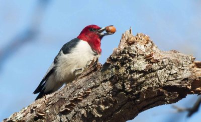 Winter Fare