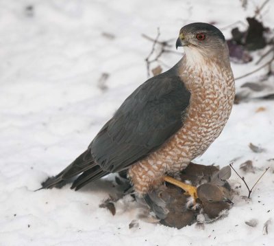 Cooper's Hawk with Dinner