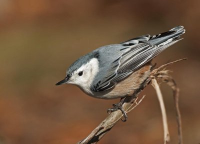 White-breasted Nuthatch