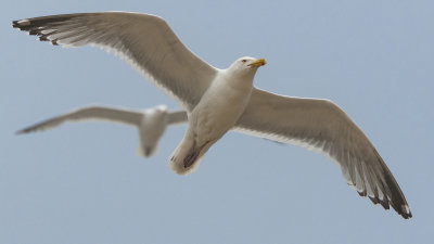 Herring Gull