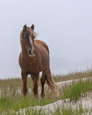 Sable Island Stallion