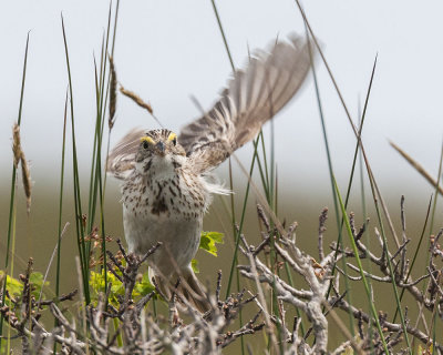 Ipswich Sparrow