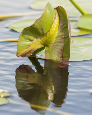 Water lily leaf