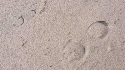 Mare and foal footprints