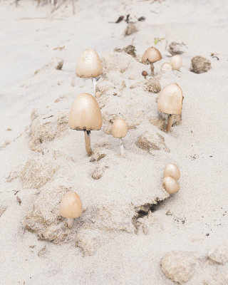Mushrooms along the beach