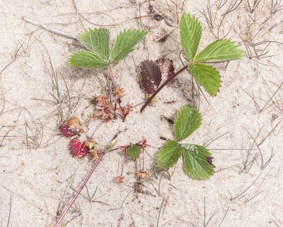 Wild Strawberry