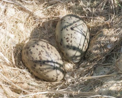 Herring Gull nest and eggs
