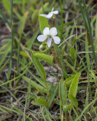 White Bog Violet