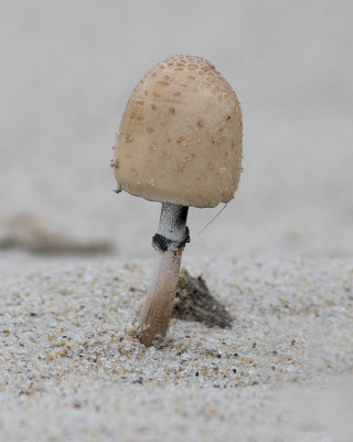 Mushroom in the Sand
