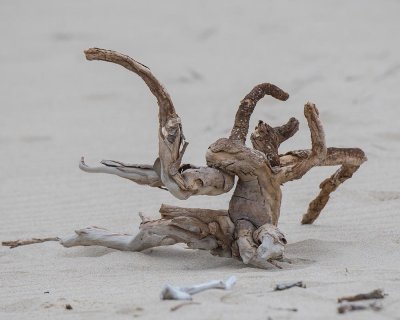 Octopus Driftwood!!