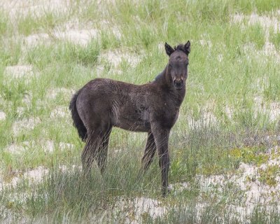 Foal born in late April or early May