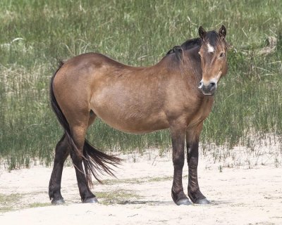 This mare looks like she has lost her winter coat
