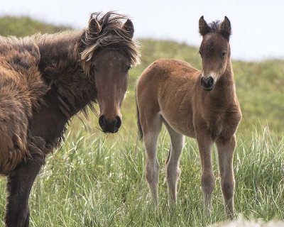 Sable Island Mare and Foal