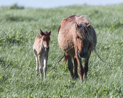 Sable Island Mare and Foal