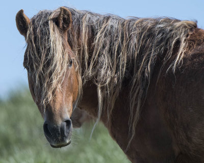 Horse Portrait