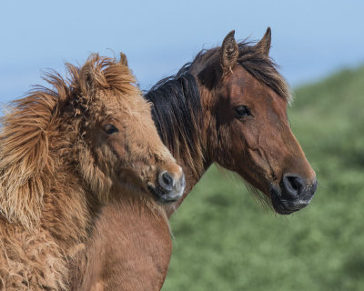 Sable Island Mare and Yearling