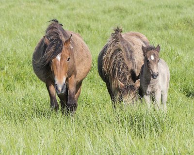 Sable Island Mares and Foal