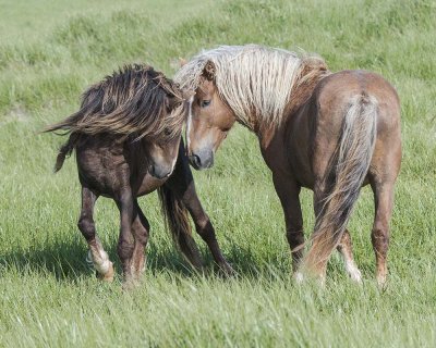 Friends on Sable Island