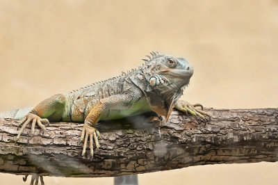 darica_zoological_garden_istanbul