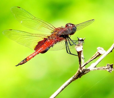 Dragonflies