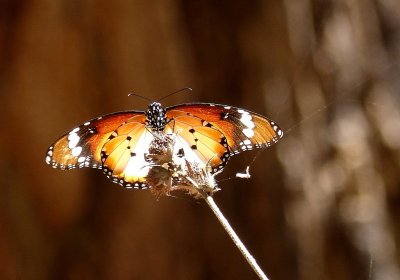 Butterflies