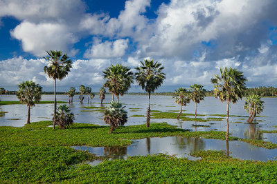 Lagoa da Precabura, Fortaleza, Ceara, 7444.jpg