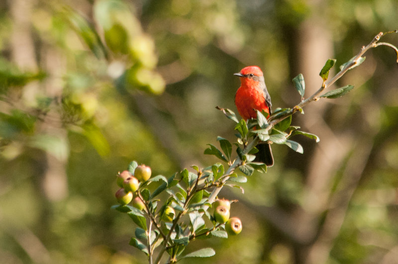 Vermillion Flycatcher - Naucalpan, Mxico, 16th October 2013