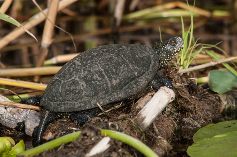 European Pond Turtle - Delta Dunarii, June 2015