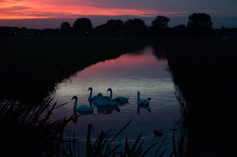 Swans in the summer evening - Holland, August 2016