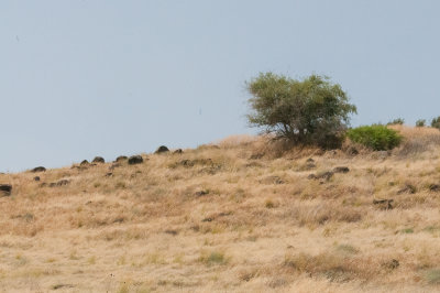 A hill near Lake Gallilea with basalt stones